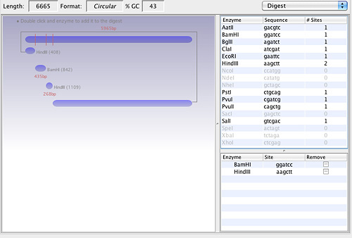 GeneCoder Restriction Enzyme Digest