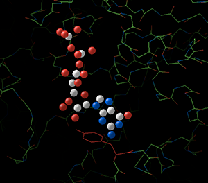 tubulin